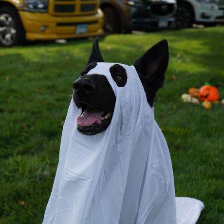 🎃 Howl-o-ween Safety Tips for Dogs