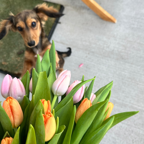 Its Spring! Is Your Dog Suddenly More Hyper?