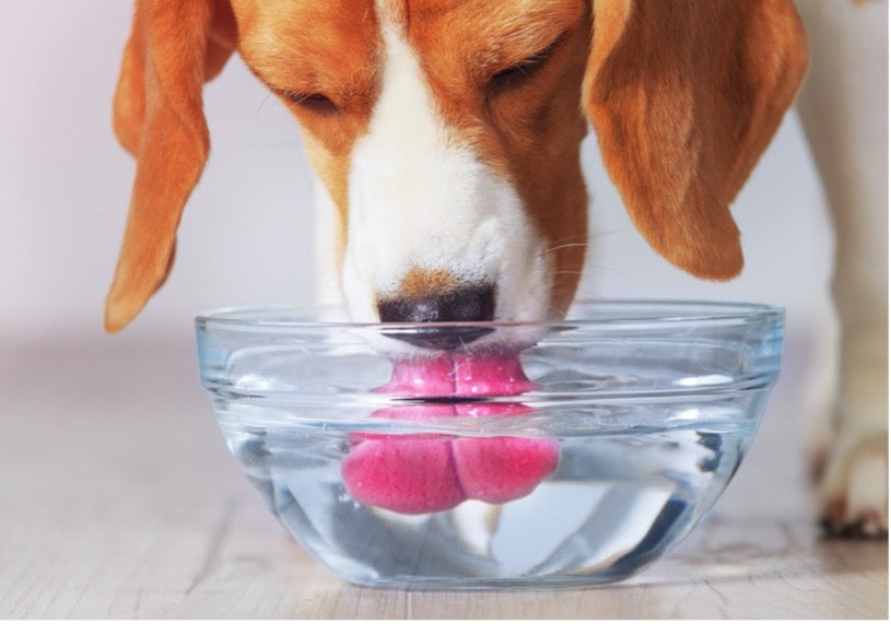 Tips for Keeping Your Dog Hydrated!