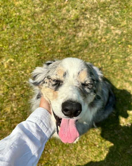 Thanksgiving With Dogs: What’s Safe, What’s Not, and How to Keep the Chaos Down